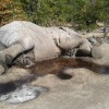 Scores of Dead Elephants Found in Botswana ‘Poaching Frenzy